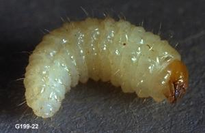 Strawberry root weevil larva