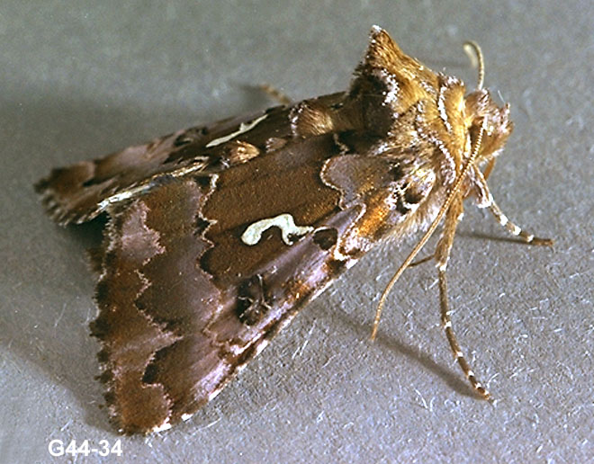 Alfalfa Looper Adult