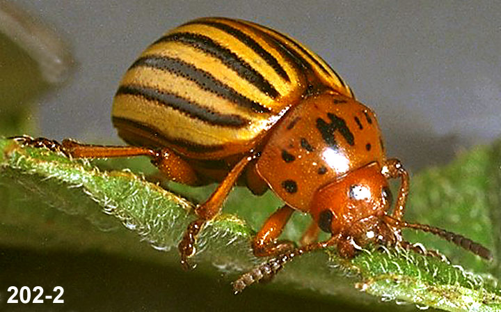 Colorado Potato Beetle Adult