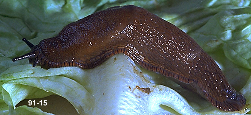 European Black Slug