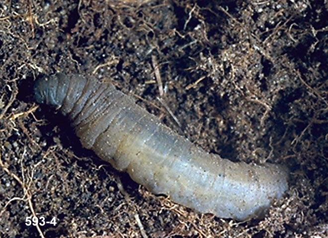 Leatherjacket Larva