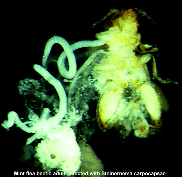 Adult Nematodes Emerging From Flea Beetle Adult