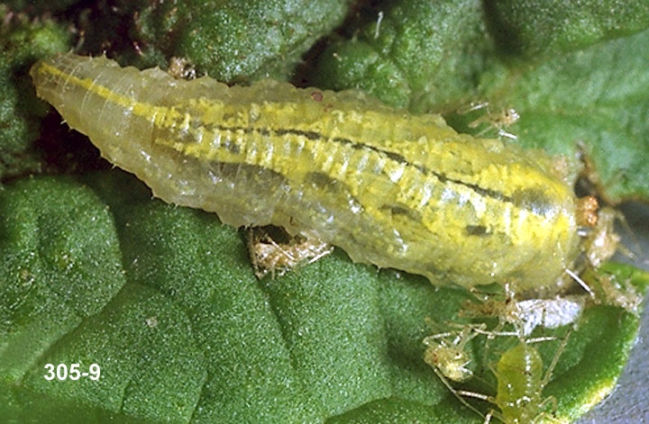 Sryphid Fly Larva