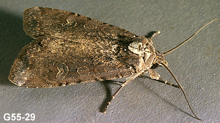 Variegated Cutworm Adult