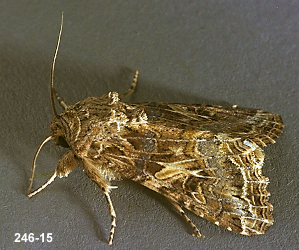 Western Yellowstriped Armyworm Adult