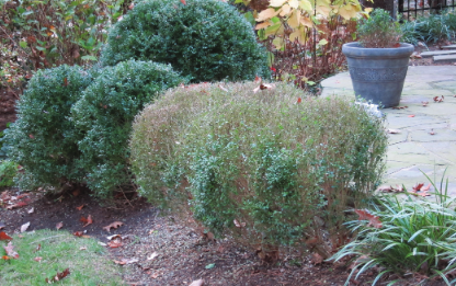 Boxwood Blight defoliation in planter and bush